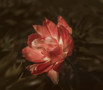 Необыкновенный тюльпан