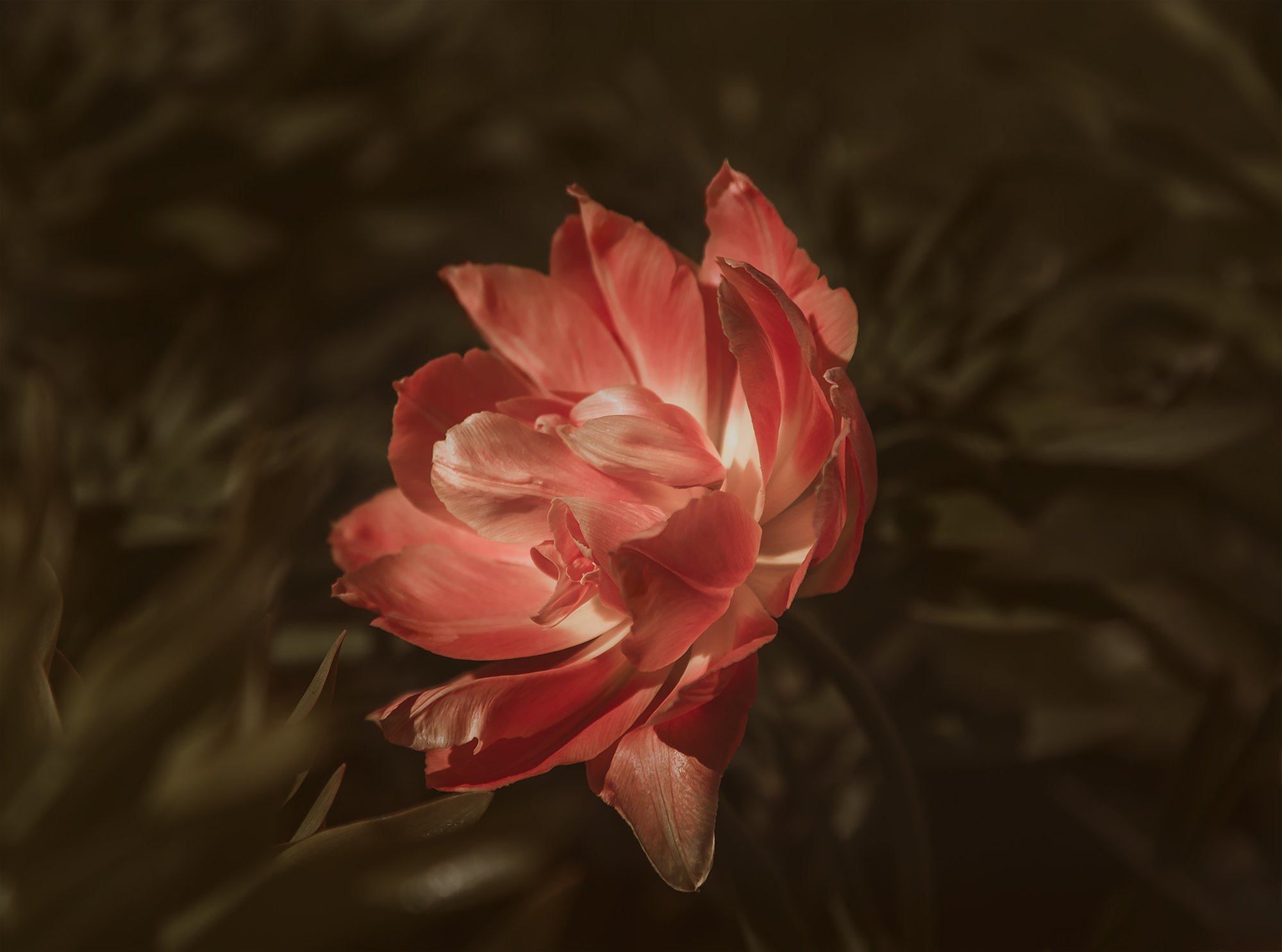 Необыкновенный тюльпан