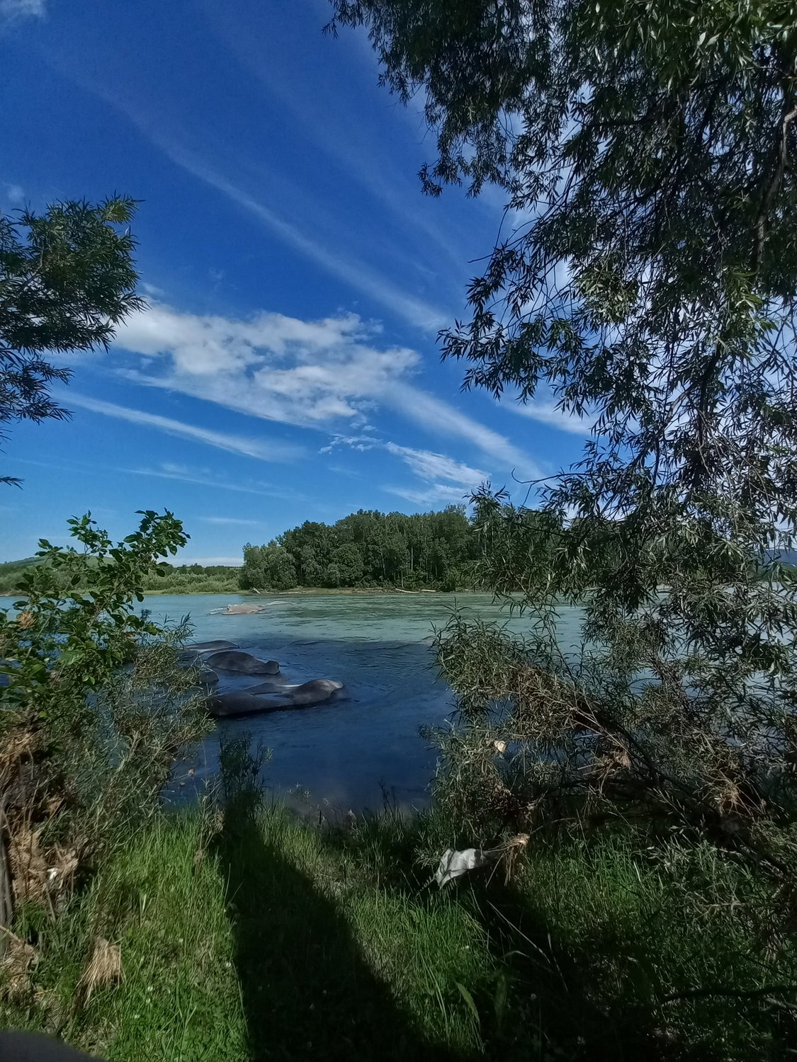 Река Катунь