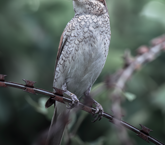 Обыкновенный жулан (Lanius collurio)