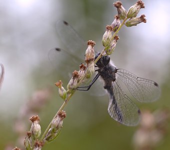 Красавица! (Sympetrum danae)