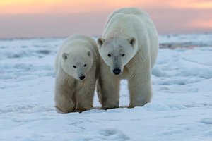 Белых медведей теперь можно идентифицировать по ДНК, которая остается на следах