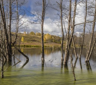 Деревья в воде