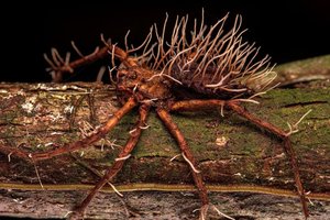 Паразитический грибок выбирается из тела паука: жуткое фото
