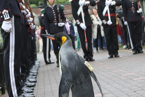 Пингвина произвели в чин генерала норвежской гвардии