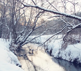 Зима в подмосковном лесу