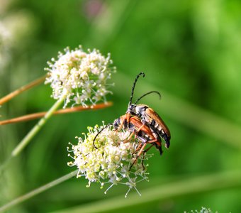 Когда зовёт природа