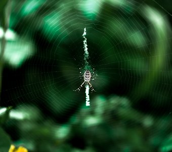 Невидимая сеть