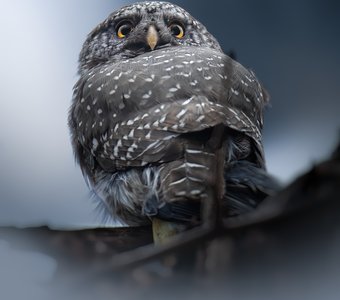 Воробьиный сыч, Glaucidium passerinum, Март 2023