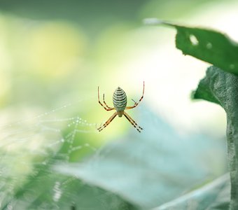 Аргиопа Брюнниха