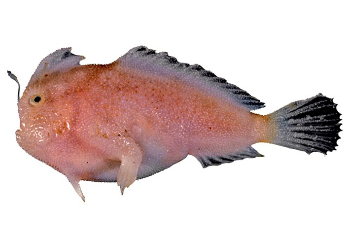 Фото: Фото из национальной коллекции видов рыб CSIRO