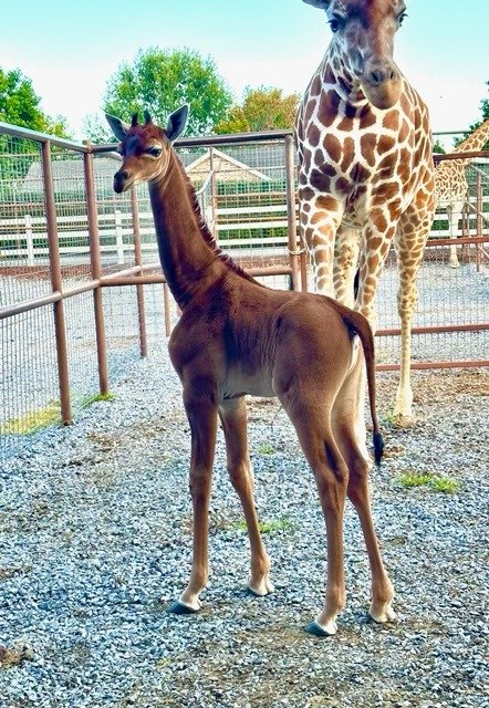 В американском зоопарке родился жираф без пятен