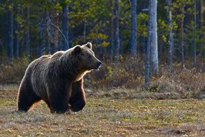 На Камчатке разъяренная медведица погналась за лодкой с туристами: видео
