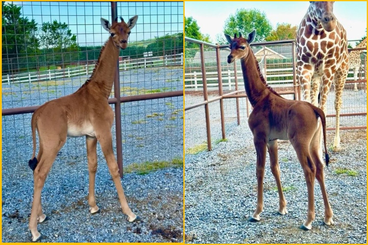 В американском зоопарке родился жираф без пятен