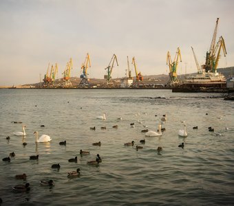 Феодосийский порт с зимними гостями