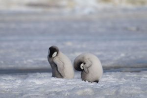 В Антарктиде массово погибают птенцы императорских пингвинов