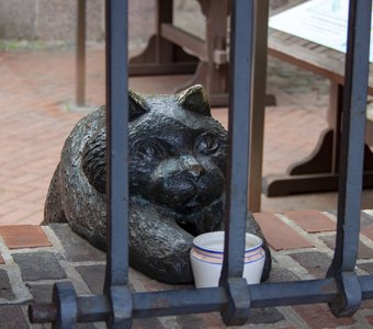 Кота заперли в тюрьме