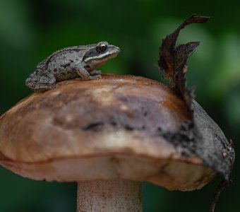 Лягушонок и гриб