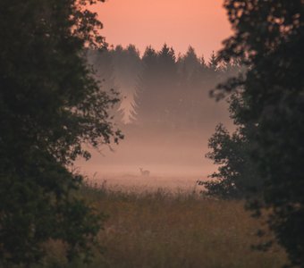 Лань на рассвете