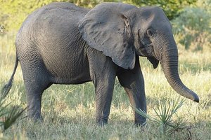 Слоны в Мозамбике всё ещё помнят гражданскую войну 30-летней давности
