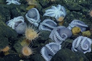 У побережья Калифорнии обнаружили «коммуналку» с тысячами осьминогов