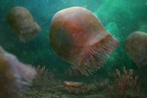 В Канаде нашли самую древнюю медузу: ей 505 миллионов лет