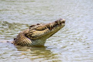 В Коста-Рике крокодил съел футболиста