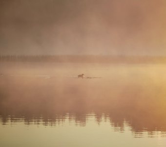 Рассвет на озере.