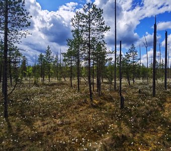 Верховое болото