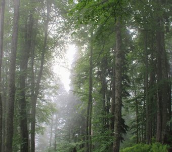 Туманное утро в реликтовом лесу