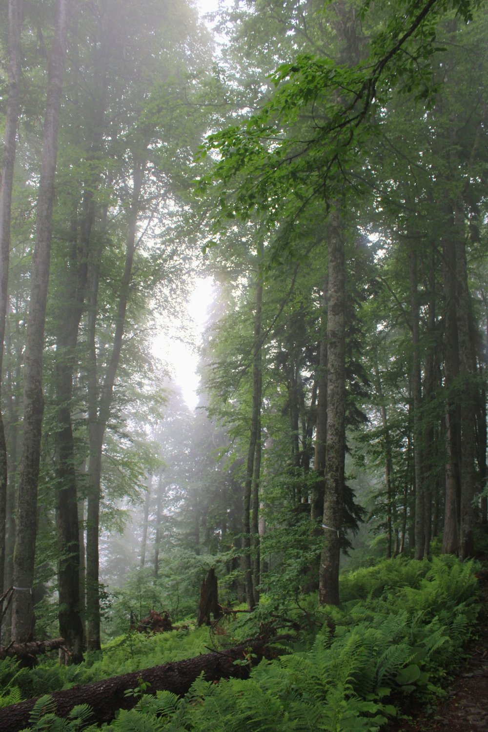 Туманное утро в реликтовом лесу