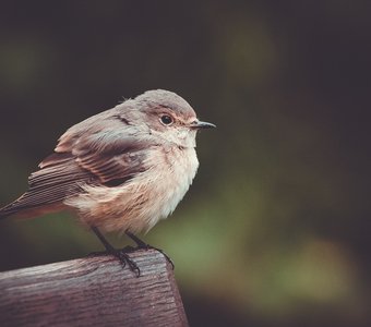 Маленькая, но очень гордая