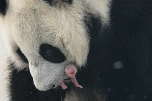 У панд в Московском зоопарке родился детёныш – первый в России