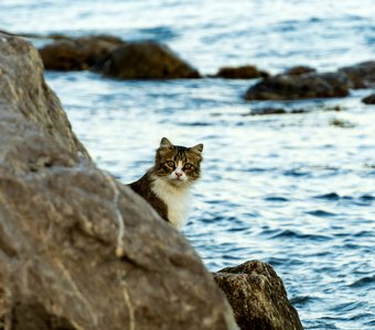 Черноморский кот на берегах Крыма