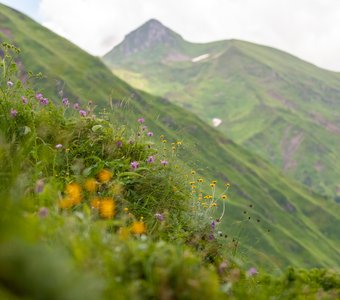 Разнотравье кавказских гор