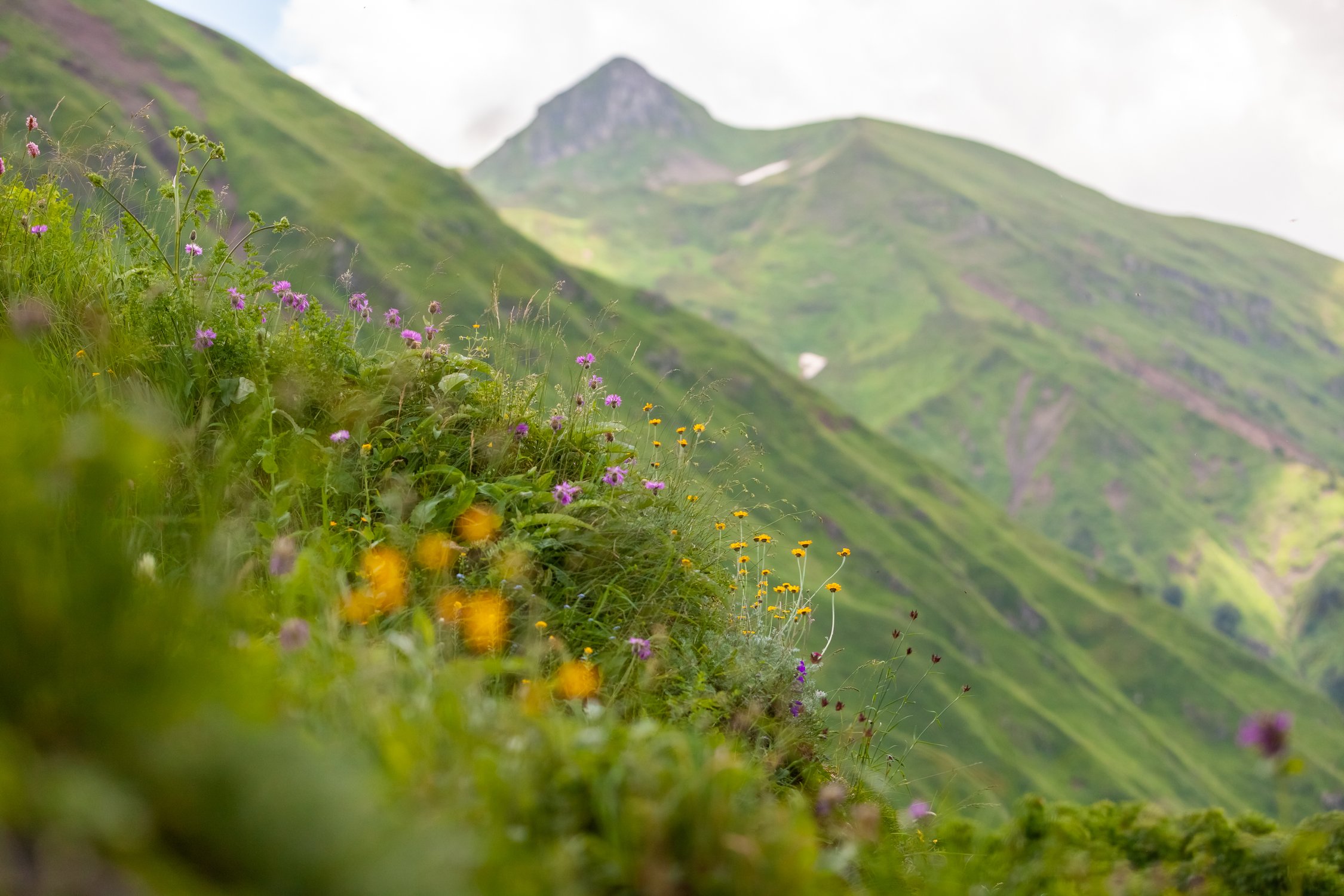 Разнотравье Кавказских гор
