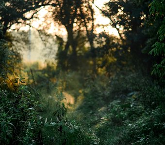 Утренний лес