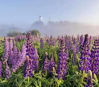 Утро в люпинах