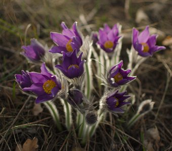 Пробуждение