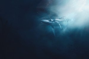 Самый тяжелый кит в истории Земли – когда и где он жил?