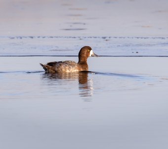 Морская чернеть