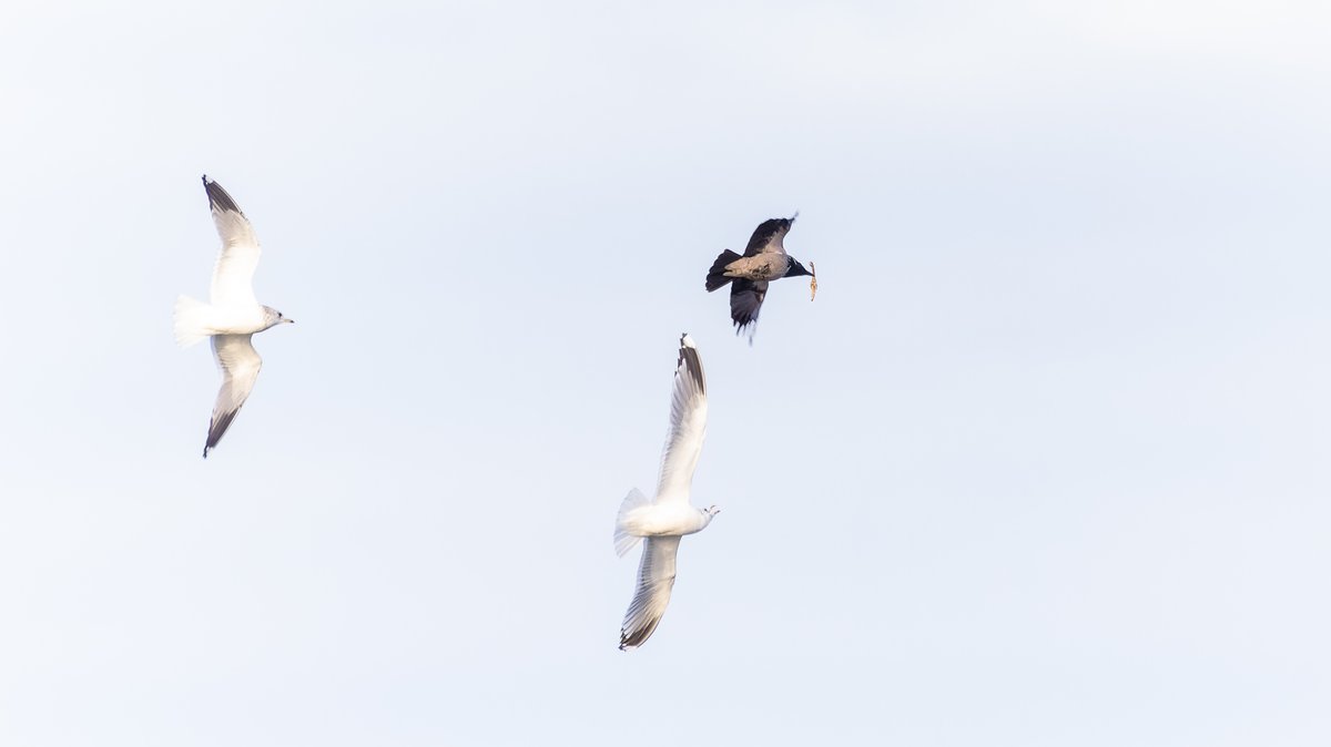 Белая птица воронеж. Flock formation. Птица смотрит в камеру сверху.