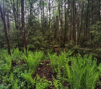 Лесные тайны