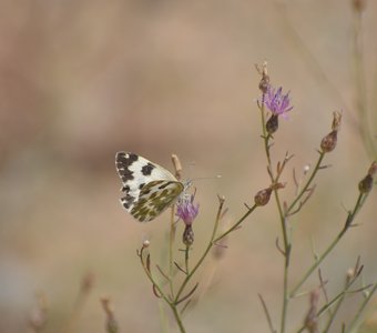 В знойный день