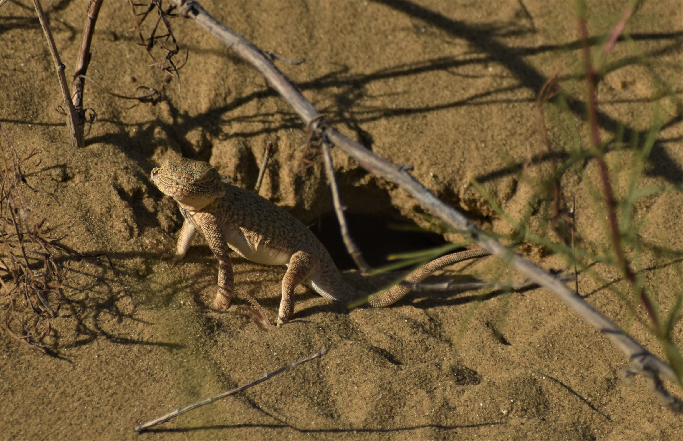 Молох дракон круглоголовка 5 букв. Круглоголовка вертихвостка. Phrynocephalus guttatus. Пёстрая круглоголовка. Круглоголовка Штрауха.