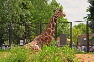 Жирафу Самсону из Московского зоопарка исполнилось 30 лет