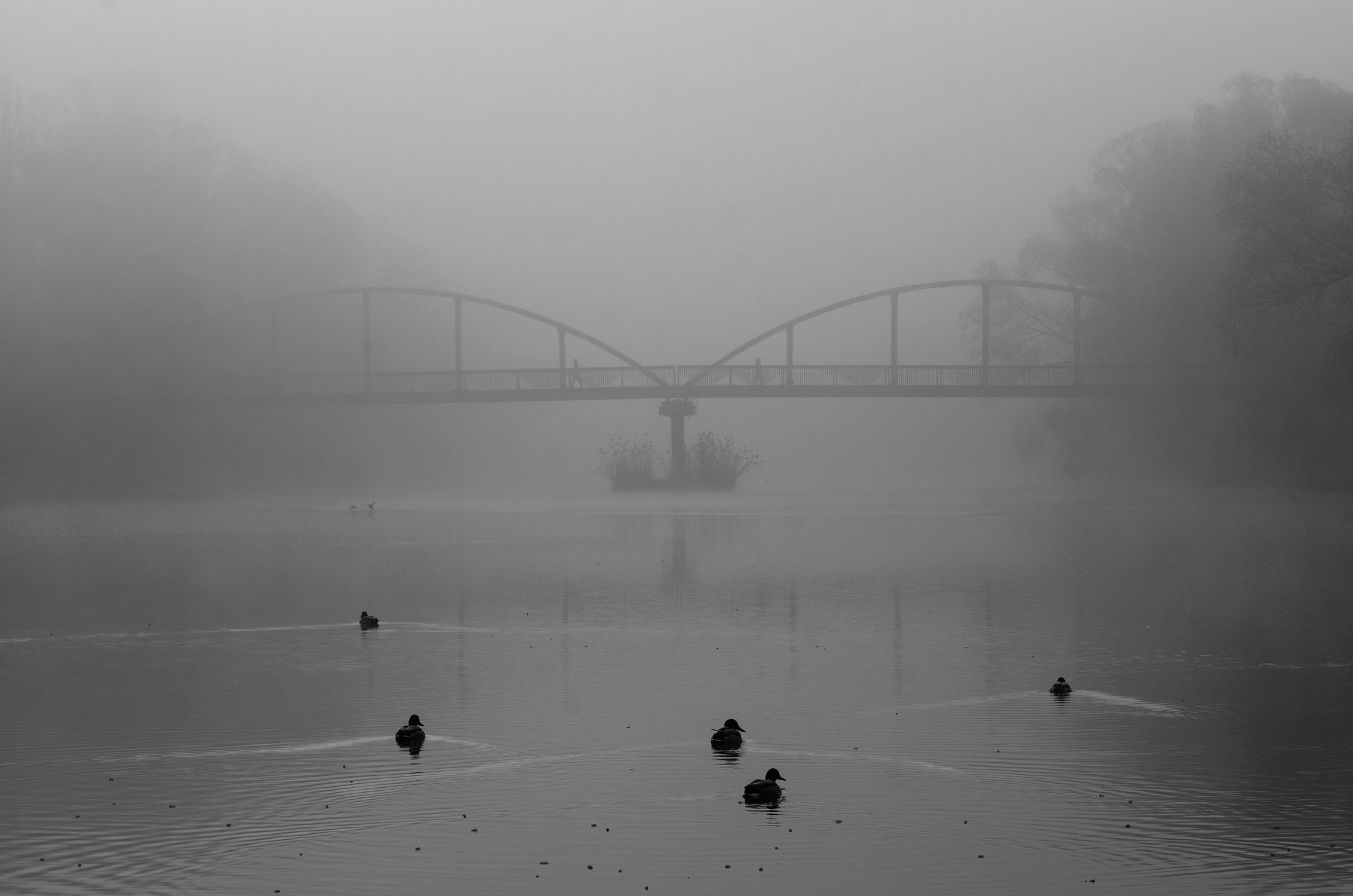 Это было плаванье сквозь туман