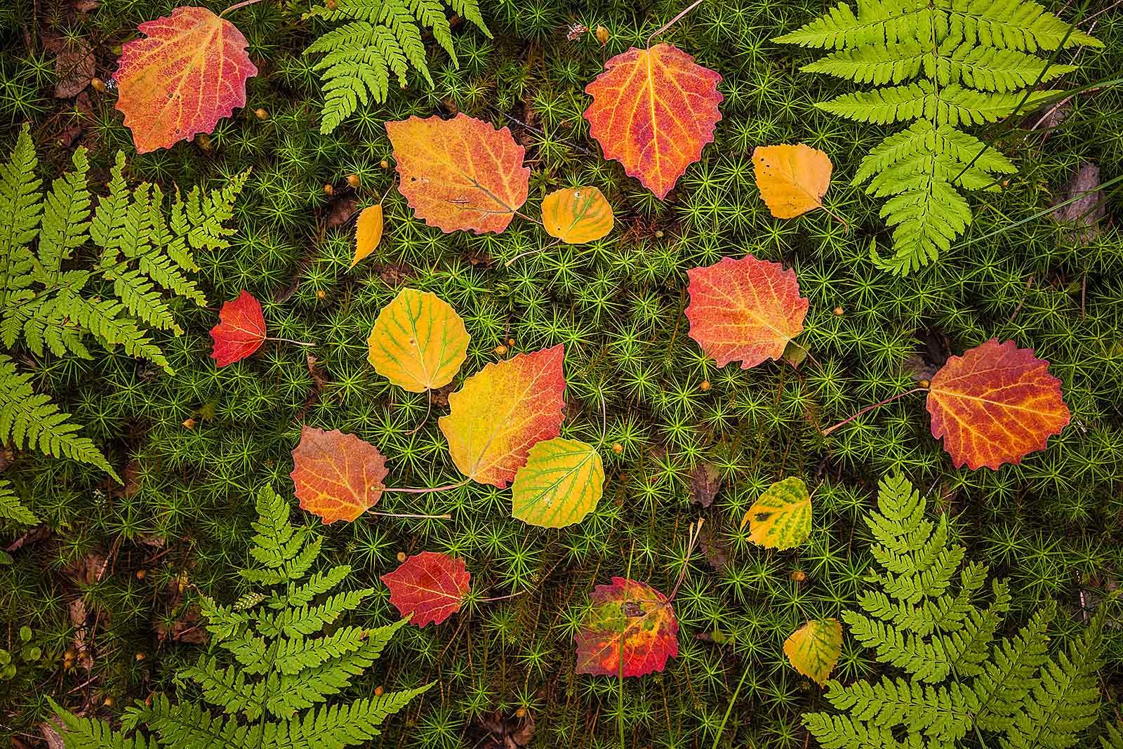 Лесное творчество