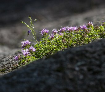 На манях растёт чабрец