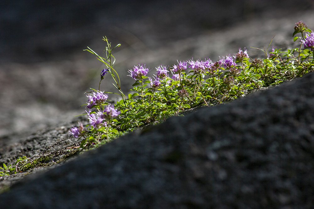 На манях растёт чабрец